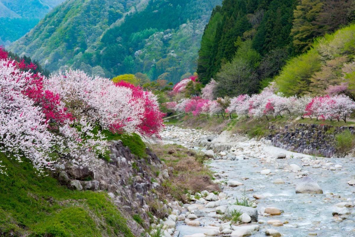 🌸 수명 연장 지장보살(엔메이 지조손) / 붉은 수양 지장 벚나무(베니시다레 지조자쿠라) 이미지 10